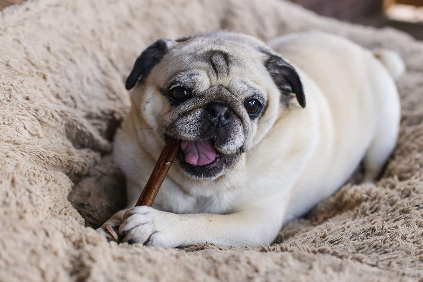 Premium Bully Sticks by Great Lakes - All Natural Dog Treats (25 Pack)